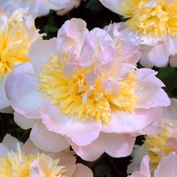 Пион 'Хани Голд'  /  Paeonia lactiflora 'Honey Gold'